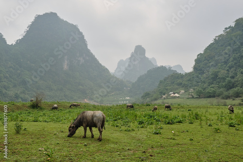 Water buffalo grazing in lush green valley of Cao Bang, Northern Vietnam, towering karst mountains, rural agricultural landscape