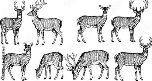 Collection of detailed hand-drawn deer in various poses against a white background in a vintage engraving style