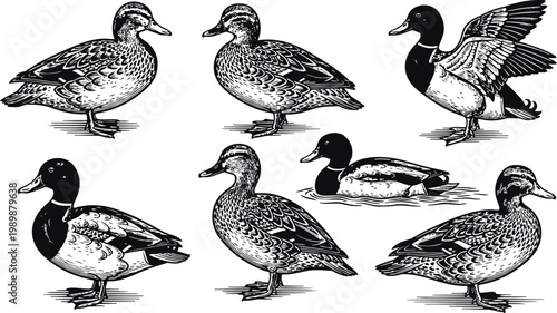 Collection of Mallard Ducks in Detailed Engraving Style for Nature Illustrations
