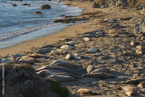 A large colony of elephant seals resting together on a sandy beach under the sun