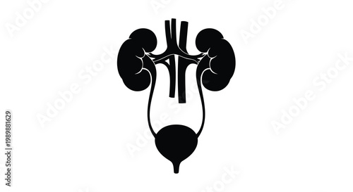 Anatomical illustration of human kidneys ureters and bladder in black