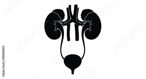 Anatomical illustration of human kidneys ureters and bladder in black