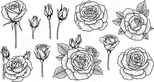 Delicate rose blossoms and buds in a classic hand-drawn botanical illustration style