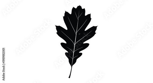 A stark silhouette of an oak leaf against a white background