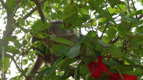 A little monkey is climbing on the tree, living in nature forest environment. Animal portrait photo, close-up.