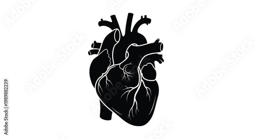 Anatomical illustration of a human heart in stark black silhouette