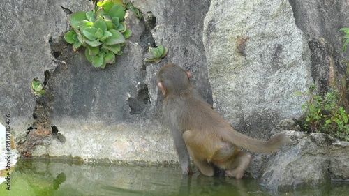 A little monkey is climbing on rock with water below. Animal portrait in action scene photo.