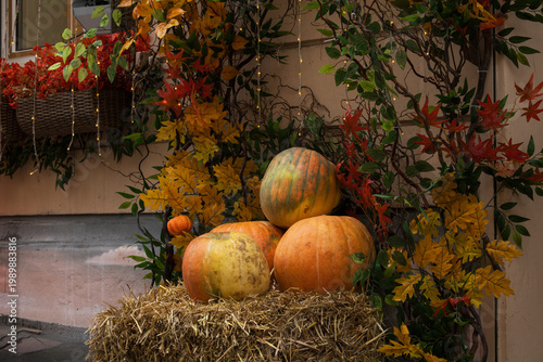Thanksgiving season pumpkins still life scene of October November autumn
