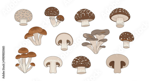 A diverse collection of edible mushrooms including brown shiitake and delicate oyster varieties are displayed in whole and sliced forms on a white background.