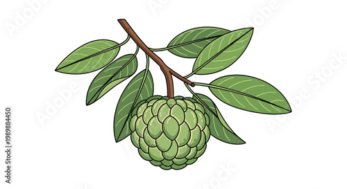 A green custard apple fruit featuring distinct black outlines and segmented skin hangs from a curved brown branch with several pointed green leaves in isolation.