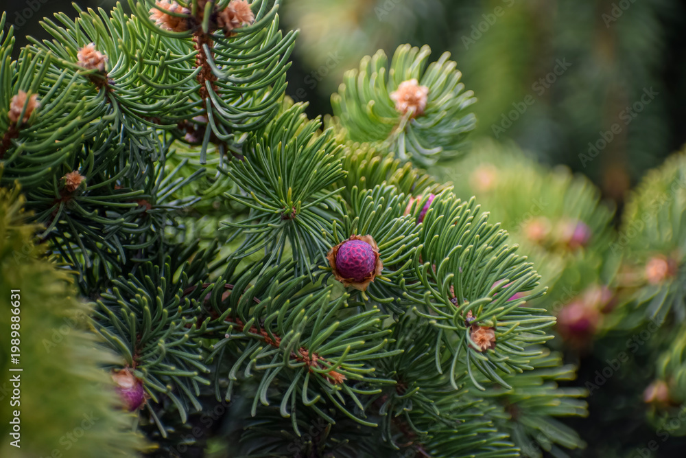 Fototapeta premium Close-up of vibrant green pine needles with small purple cones and buds
