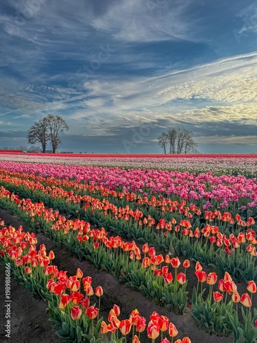 Wallpaper Mural Field of various colored spring blooming tulips with a blue sky and clouds Torontodigital.ca