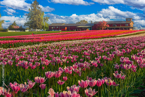 Wallpaper Mural Field of various colored spring blooming tulips with a blue sky and clouds; buildings are there to support the tulip festival. Torontodigital.ca