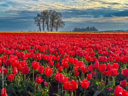 Wallpaper Mural Field of various colored spring blooming tulips with a blue sky and clouds Torontodigital.ca