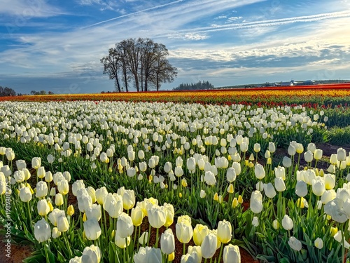 Wallpaper Mural Field of various colored spring blooming tulips with a blue sky and clouds Torontodigital.ca