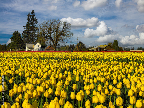 Wallpaper Mural A farm house and barnon the edge of a yellow and red tulip fiels near Woodburn Oregon Torontodigital.ca
