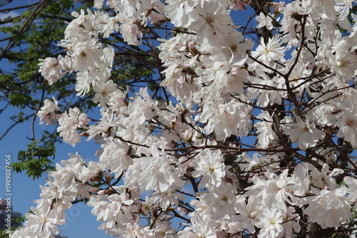 Fotografía White flower of Magnolia stellata or Star magnolia in early spring garden