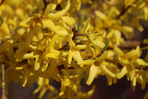 Photos Yellow flowers of Forsythia intermedia in spring garden