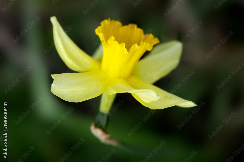 Fototapeta premium Colorful spring plants in garden