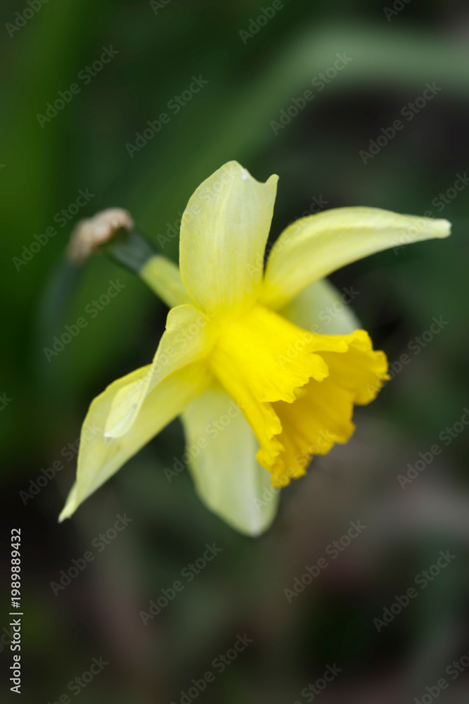 Fototapeta premium Colorful spring plants in garden