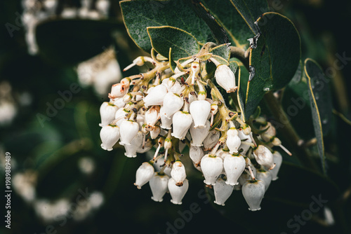 Close-up of delicate white bell-shaped flowers blooming on a branch