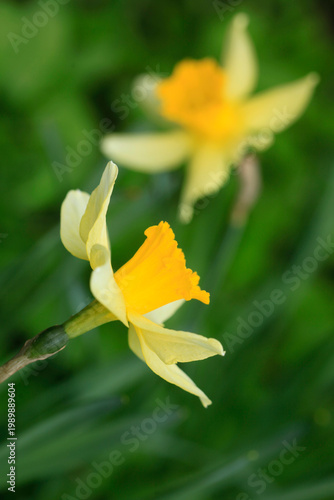 Colorful spring plants in garden