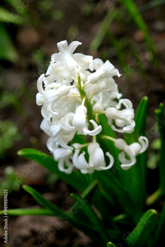 Colorful spring plants in garden
