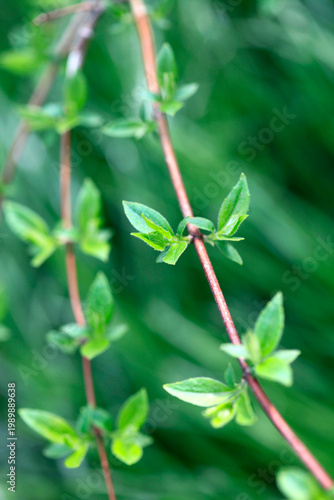 Colorful spring leaves in garden
