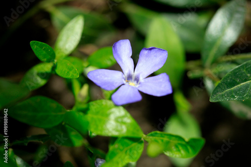 Colorful spring plants in garden