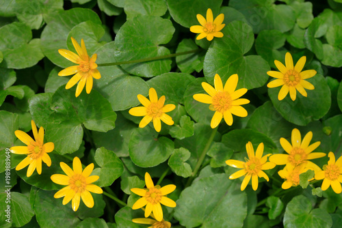 Colorful spring plants in garden