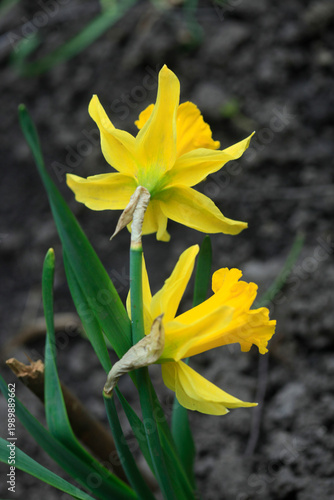 Colorful spring plants in garden