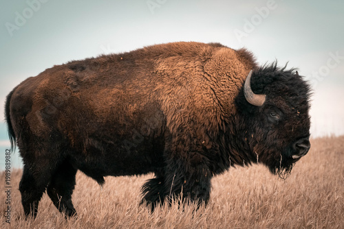 Foto American Bison in Great Plains