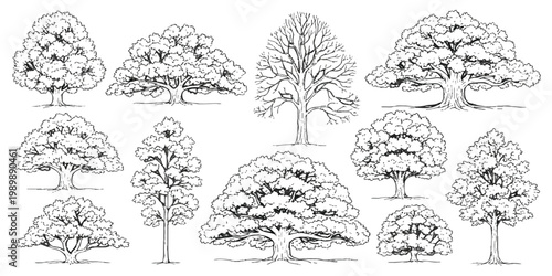 Collection of hand drawn sketches of various deciduous trees in a vintage line art style