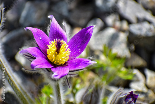 Schilderij op canvas Vibrant purple pasqueflower with yellow center blooms in rocky terrain