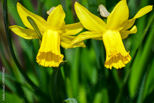 Two vibrant yellow daffodils bloom in the soft green garden during springtime
