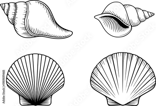 Set of detailed black and white line seashell white background, ocean nature