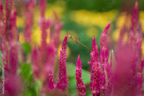 Dragonfly perched on the tip of a cockscomb flower.
