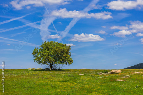 Alentejo Landscape, Portugal – Blue Sky, Lush Trees and Scenic Natural Vegetation