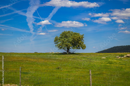 Alentejo Landscape, Portugal – Blue Sky, Lush Trees and Scenic Natural Vegetation
