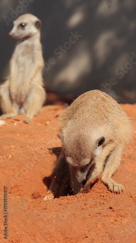 Vertical: Suricate digs in orange Kalahari sand, lookup behind