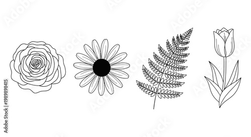 A beautiful set of four delicate botanical outline drawings depicting a rose, daisy, fern, and tulip.