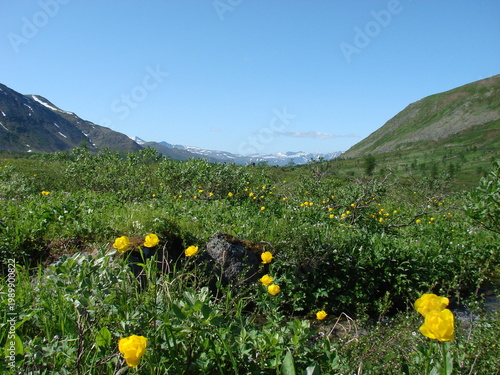 Meadow with yellow wildflowers in the mountains of the Northern Urals 