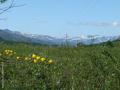 Meadow with yellow wildflowers in the mountains of the Northern Urals 