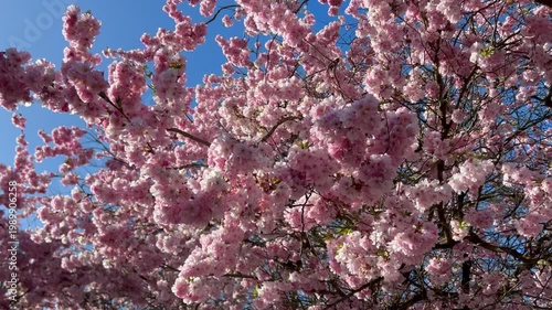 Cherry tree twigs swaying in the wind, footage