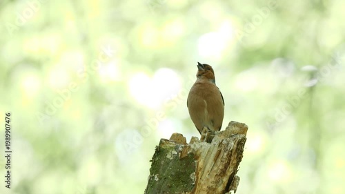 Common Chaffinch bird sitting on a branch and sing ( Fringilla coelebs )