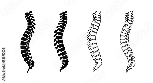 Four spinal column depictions varying in detail presented as a silhouette