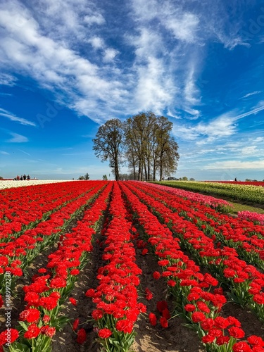 Wallpaper Mural A vertival image of a Field of various colored spring blooming tulips with a blue sky and clouds; mostly red tulips Torontodigital.ca