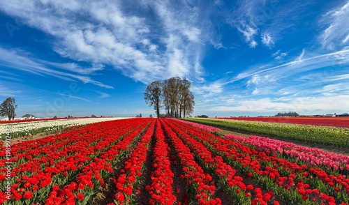 Wallpaper Mural A panorama image of a Field of various colored spring blooming tulips with a blue sky and clouds; mostly red tulips Torontodigital.ca