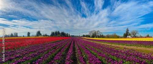 Wallpaper Mural A panorama image of a Field of various colored spring blooming tulips with a blue sky and clouds; mostly red and purple tulips Torontodigital.ca
