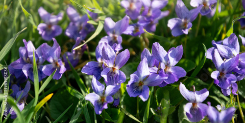 Purple tender forest violet in the spring forest
